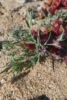 Dwarf Hare's-ear