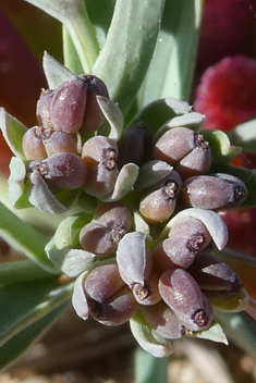 Dwarf Hare's-ear