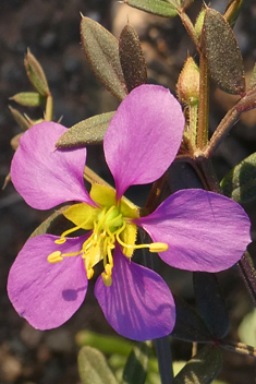 Cretan Fagonia