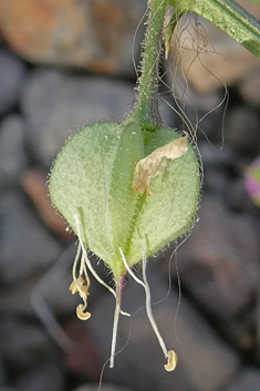 Cretan Fagonia