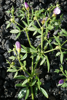 Cretan Fagonia