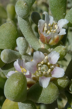 Zygophyllum fontanesii