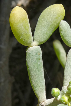 Zygophyllum fontanesii