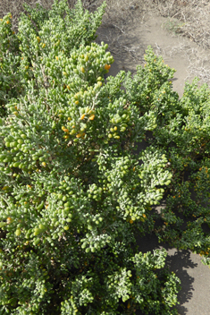 Zygophyllum fontanesii