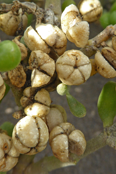 Zygophyllum fontanesii