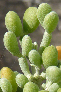 Zygophyllum fontanesii