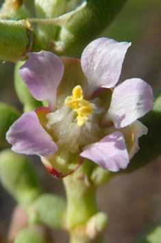 Zygophyllum fontanesii