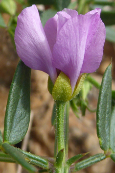 Cretan Fagonia