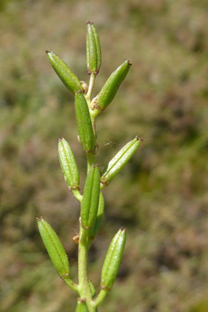 Mediterranean Arrowgrass