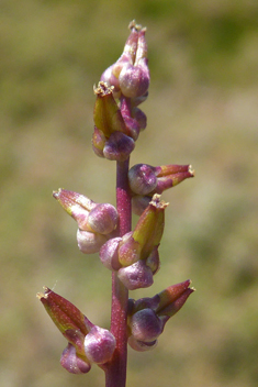 Mediterranean Arrowgrass