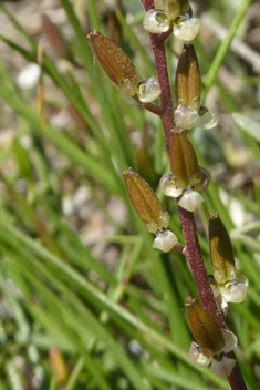 Mediterranean Arrowgrass