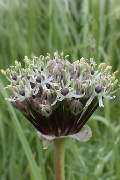 Cyrill's Leek