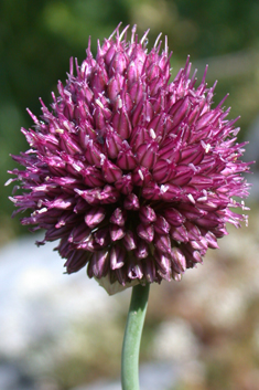 Round-headed Leek