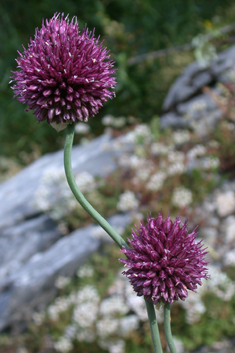 Round-headed Leek