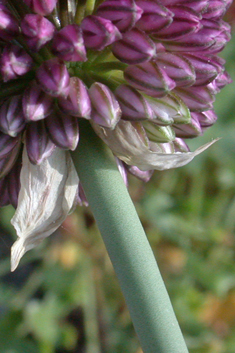 Round-headed Leek