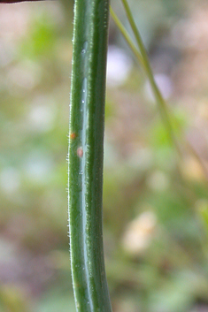 Round-headed Leek