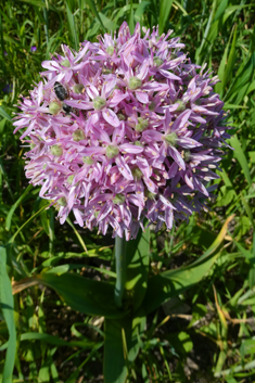 Broad-leaved Leek