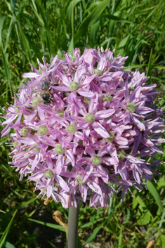 Broad-leaved Leek