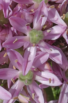 Broad-leaved Leek