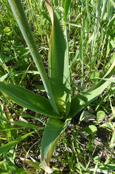 Broad-leaved Leek