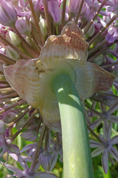 Broad-leaved Leek