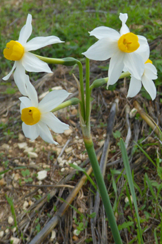 Bunch-flowered Daffodil