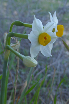 Bunch-flowered Daffodil