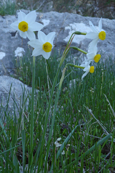 Bunch-flowered Daffodil