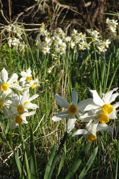 Bunch-flowered Daffodil