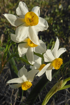 Bunch-flowered Daffodil