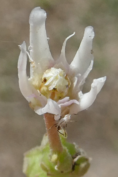 Stranglewort