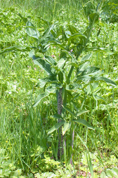 Dragon Arum