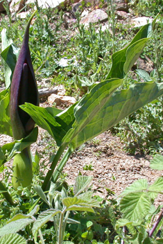 Arum orientale