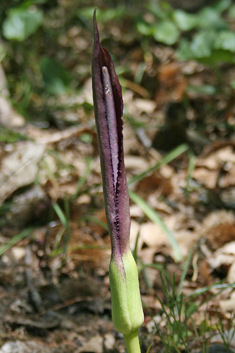 Arum rupicola