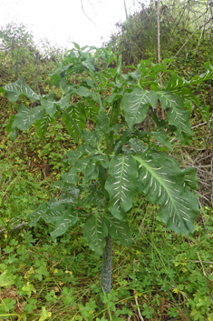 Dragon Arum