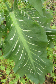 Dragon Arum