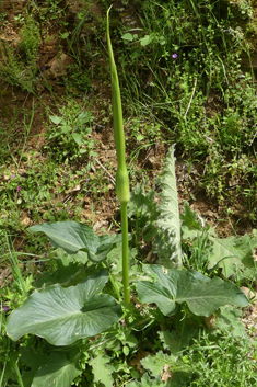 Arum rupicola