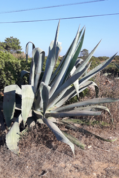 Centuryplant