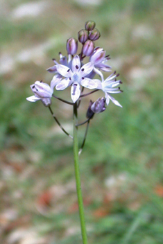 Autumn Squill