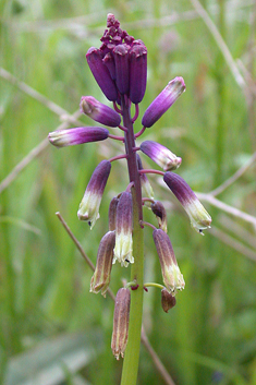 Three-leaved Bellevalia