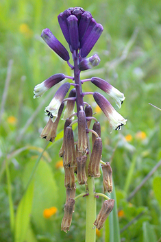 Three-leaved Bellevalia