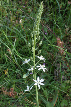 Narbonne Star-of-Bethlehem