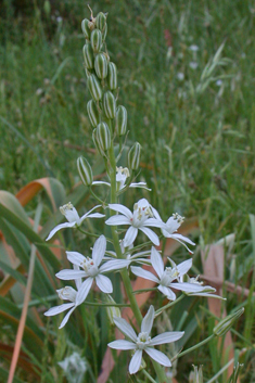 Narbonne Star-of-Bethlehem