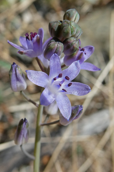 Autumn Squill