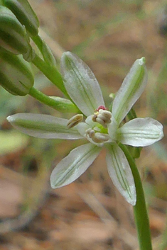 Spiked Star-of-Bethlehem