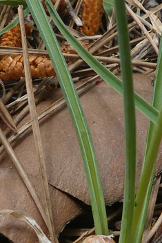 Spiked Star-of-Bethlehem