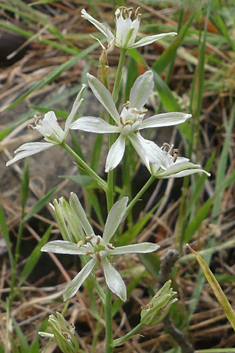 Spiked Star-of-Bethlehem