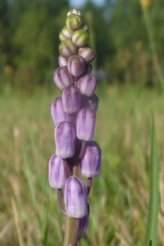 Autumn Squill