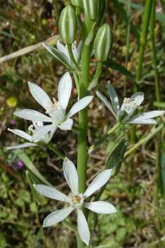 Narbonne Star-of-Bethlehem