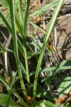 Narbonne Star-of-Bethlehem